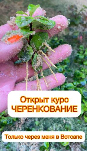 [Ева. Сад своими руками] Черенкование (2023)_0.jpg